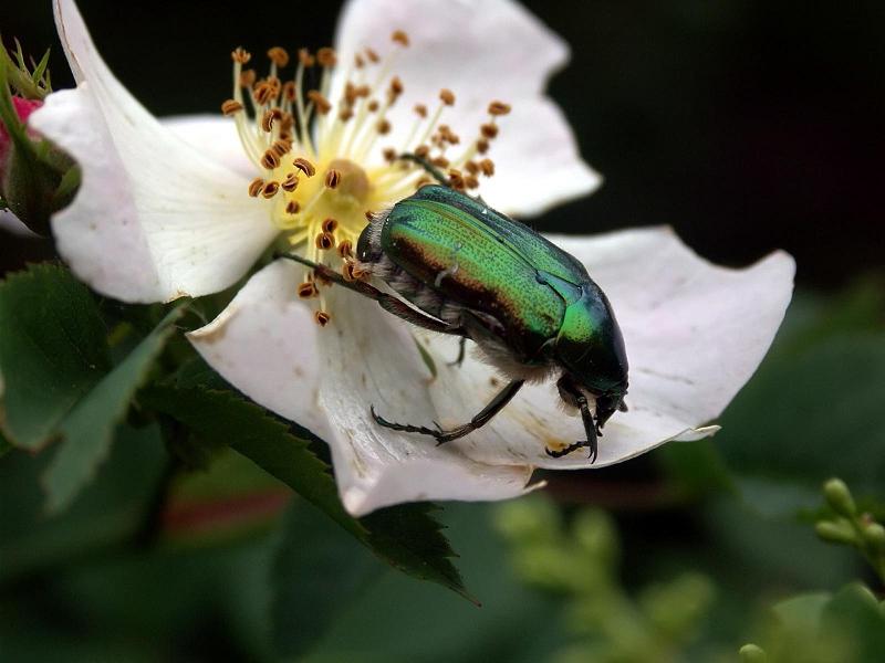 Cetonia aurata pisana